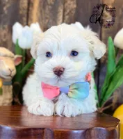 Bentley, a male Miniature Schnauzer for sale in Bristol, VA – Photo 2 of 10