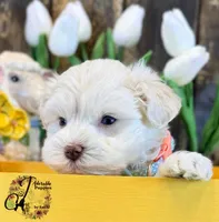 Bentley, a male Miniature Schnauzer for sale in Bristol, VA – Photo 9 of 10
