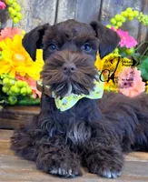 Ledger, a male Miniature Schnauzer for sale in Bristol, VA – 5 of 10