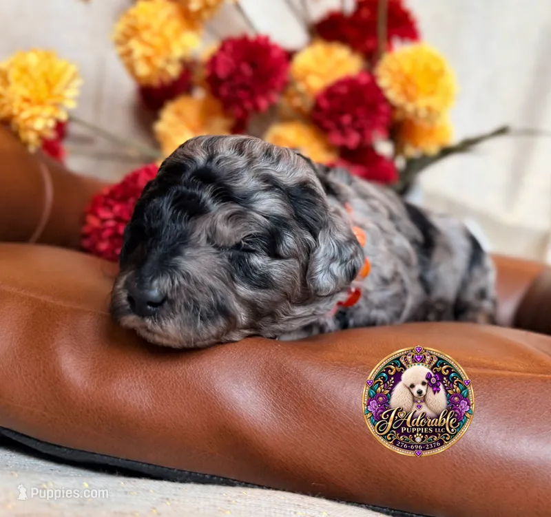 Apple – Poodle - Toy , Poodle - Miniature  puppy for sale in Bristol, VA