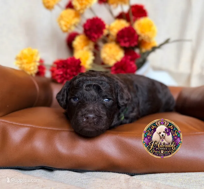 Pecan – Poodle - Toy , Poodle - Miniature  puppy for sale in Bristol, VA