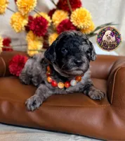 Apple, a female Poodle - Toy  and Poodle - Miniature  for sale in Bristol, VA – 6 of 10