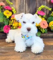 Blue Eyed Bentley mini, a male Miniature Schnauzer for sale in Bristol, VA – 9 of 10