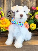 Blue Eyed Bentley mini, a male Miniature Schnauzer for sale in Bristol, VA – 8 of 10