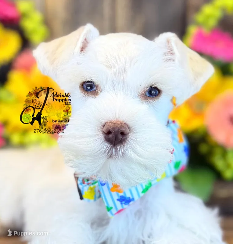 Blue Eyed Bentley mini – Miniature Schnauzer puppy for sale in Bristol, VA