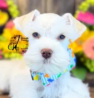 Blue Eyed Bentley mini, a male Miniature Schnauzer for sale in Bristol, VA – 1 of 10