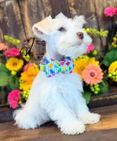 Blue Eyed Bentley mini, a male Miniature Schnauzer for sale in Bristol, VA – 4 of 10