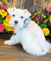 Blue Eyed Bentley mini, a male Miniature Schnauzer for sale in Bristol, VA – 3 of 10