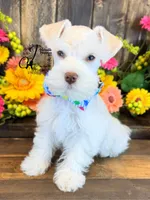 Blue Eyed Bentley mini, a male Miniature Schnauzer for sale in Bristol, VA – 7 of 10