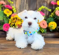 Blue Eyed Bentley mini, a male Miniature Schnauzer for sale in Bristol, VA – 10 of 10