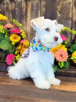 Blue Eyed Bentley mini, a male Miniature Schnauzer for sale in Bristol, VA – 6 of 10