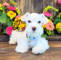 Blue Eyed Bentley mini, a male Miniature Schnauzer for sale in Bristol, VA – 2 of 10