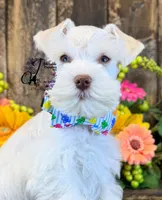 Blue Eyed Bentley mini, a male Miniature Schnauzer for sale in Bristol, VA – 5 of 10
