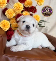 Grace, a female Miniature Schnauzer for sale in Bristol, VA – 7 of 10