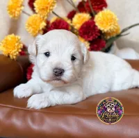 Peace, a male Miniature Schnauzer for sale in Bristol, VA – 3 of 10