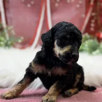 Honor, a male Poodle - Standard  for sale in Bristol, VA – Photo 2 of 6