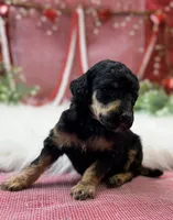 Honor, a male Poodle - Standard  for sale in Bristol, VA – Photo 2 of 6