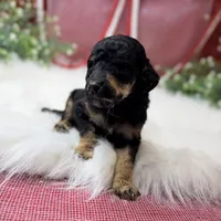 Honor, a male Poodle - Standard  for sale in Bristol, VA – Photo 5 of 6