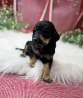 Honor, a male Poodle - Standard  for sale in Bristol, VA – Photo 5 of 6