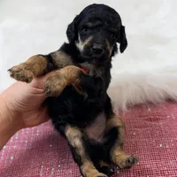 Honor, a male Poodle - Standard  for sale in Bristol, VA – Photo 3 of 6