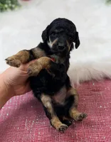 Honor, a male Poodle - Standard  for sale in Bristol, VA – Photo 3 of 6