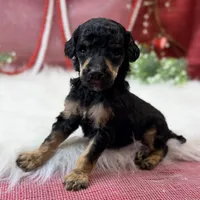 Honor, a male Poodle - Standard  for sale in Bristol, VA – Photo 6 of 6