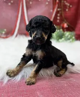Honor, a male Poodle - Standard  for sale in Bristol, VA – Photo 6 of 6