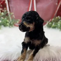 Honor, a male Poodle - Standard  for sale in Bristol, VA – Photo 4 of 6