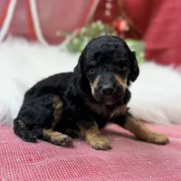 Honor, a male Poodle - Standard  for sale in Bristol, VA – Photo 1 of 6