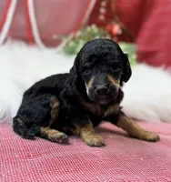 Honor, a male Poodle - Standard  for sale in Bristol, VA – Photo 1 of 6