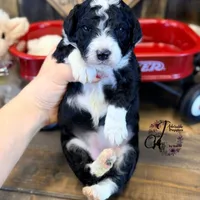 Tess, a female Bordoodle for sale in Bristol, VA – Photo 2 of 10