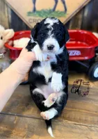 Tess, a female Bordoodle for sale in Bristol, VA – Photo 2 of 10