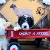 Tess, a female Bordoodle for sale in Bristol, VA – Photo 6 of 10