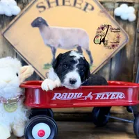 Tess, a female Bordoodle for sale in Bristol, VA – Photo 10 of 10