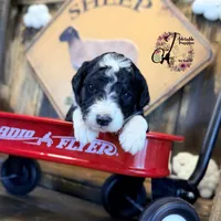 Tess, a female Bordoodle for sale in Bristol, VA – Photo 9 of 10