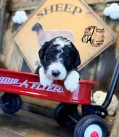 Tess, a female Bordoodle for sale in Bristol, VA – Photo 9 of 10