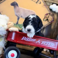 Tess, a female Bordoodle for sale in Bristol, VA – Photo 7 of 10