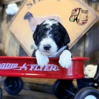 Tess, a female Bordoodle for sale in Bristol, VA – Photo 1 of 10