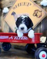 Tess, a female Bordoodle for sale in Bristol, VA – Photo 1 of 10