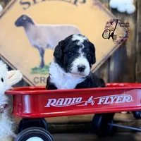 Tess, a female Bordoodle for sale in Bristol, VA – Photo 4 of 10