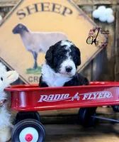 Tess, a female Bordoodle for sale in Bristol, VA – Photo 4 of 10