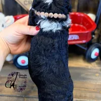 Tess, a female Bordoodle for sale in Bristol, VA – Photo 5 of 10