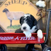 Tess, a female Bordoodle for sale in Bristol, VA – Photo 3 of 10