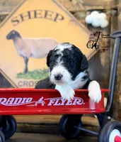 Tess, a female Bordoodle for sale in Bristol, VA – Photo 3 of 10