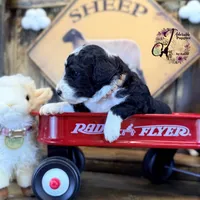 Tess, a female Bordoodle for sale in Bristol, VA – Photo 8 of 10