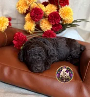 Pecan, a male Poodle - Toy  and Poodle - Miniature  for sale in Bristol, VA – 9 of 10