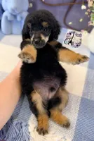 Honor, a male Poodle - Standard  for sale in Bristol, VA – Photo 7 of 10