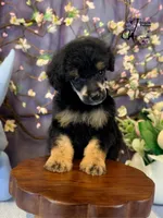 Honor, a male Poodle - Standard  for sale in Bristol, VA – Photo 2 of 10