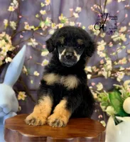 Honor, a male Poodle - Standard  for sale in Bristol, VA – Photo 9 of 10