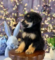 Honor, a male Poodle - Standard  for sale in Bristol, VA – Photo 10 of 10